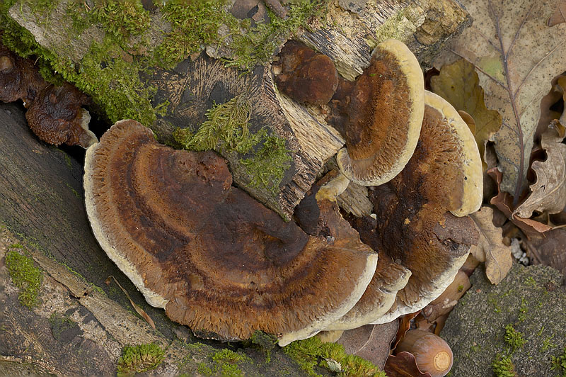 Inonotus cuticularis